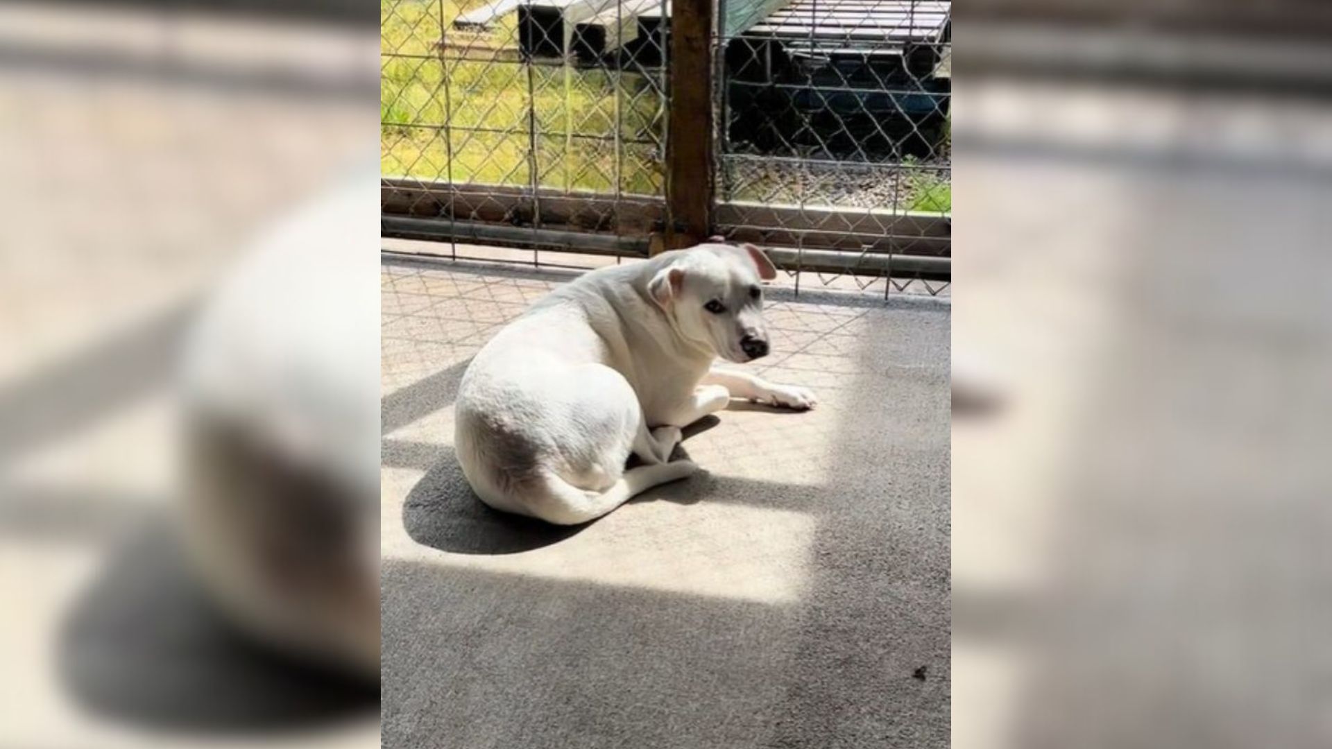 Dog Overjoyed After Illinois Family Promises To Adopt Him, But Soon Faces Heartbreak