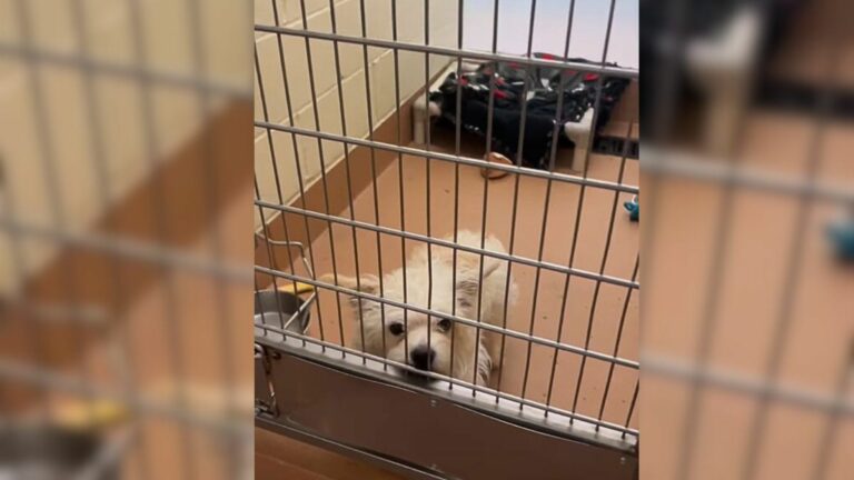white shelter puppy