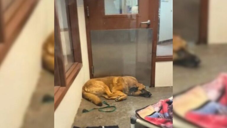 Sorrowful Pup Surrendered To Shelter