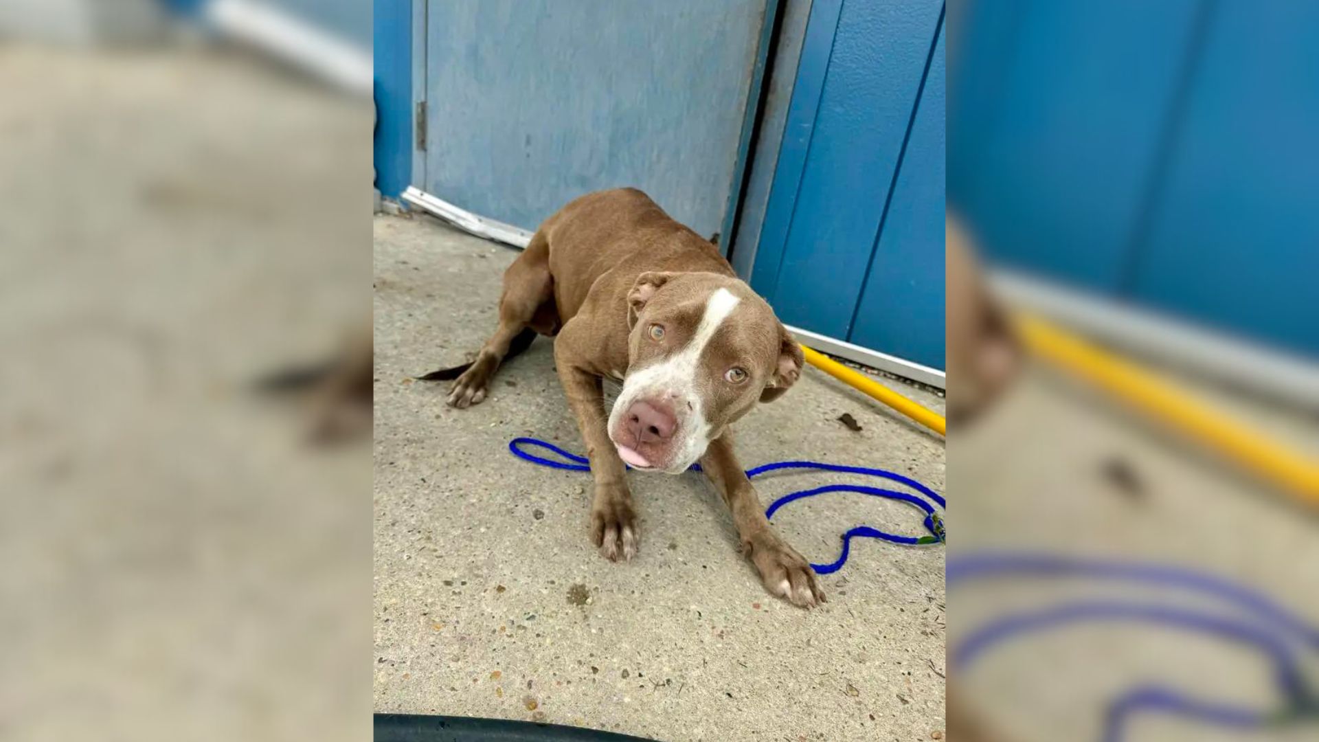 Sweet Sign Put On This Dog’s Kennel Awakens Compassion In The Coldest Soul