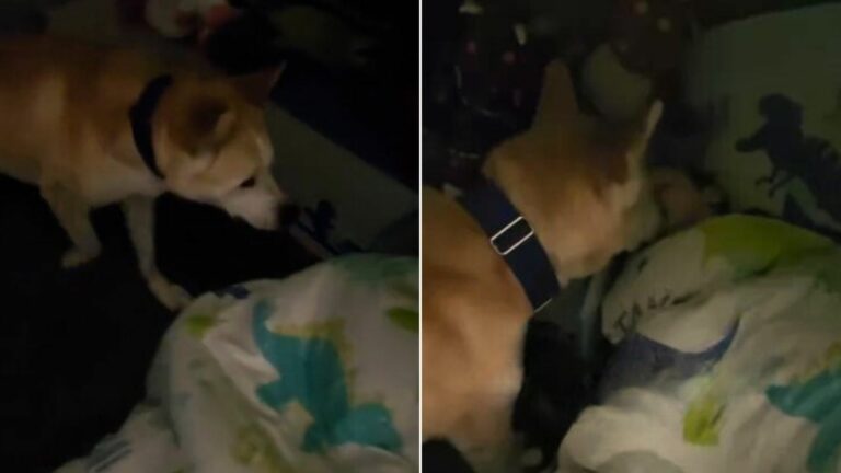 dog checking human