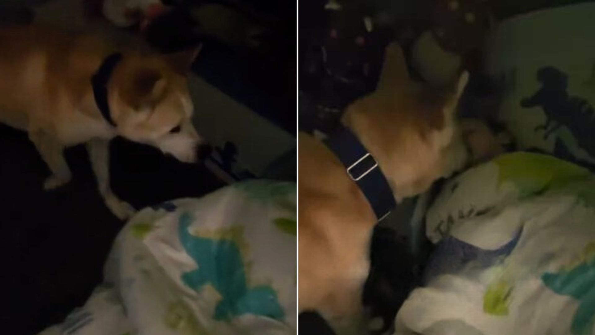 Witness A Heartwarming Moment Where This Dog Was Checking On His Sleeping Human Siblings
