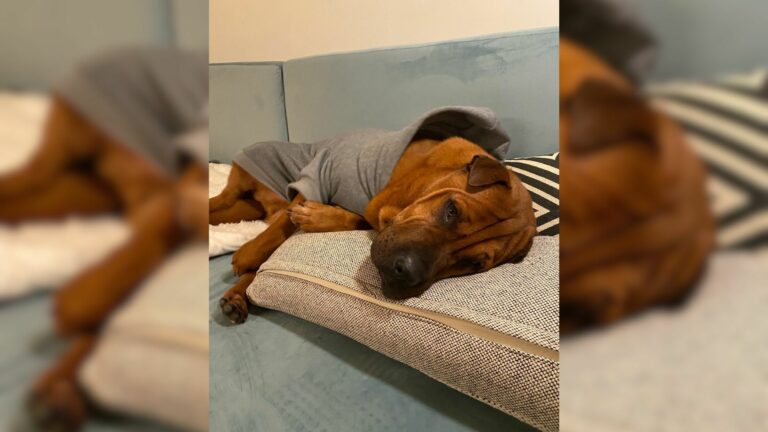 dog sleeping on couch