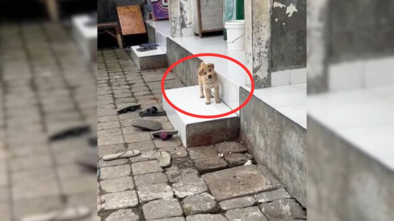 very sweet puppy
