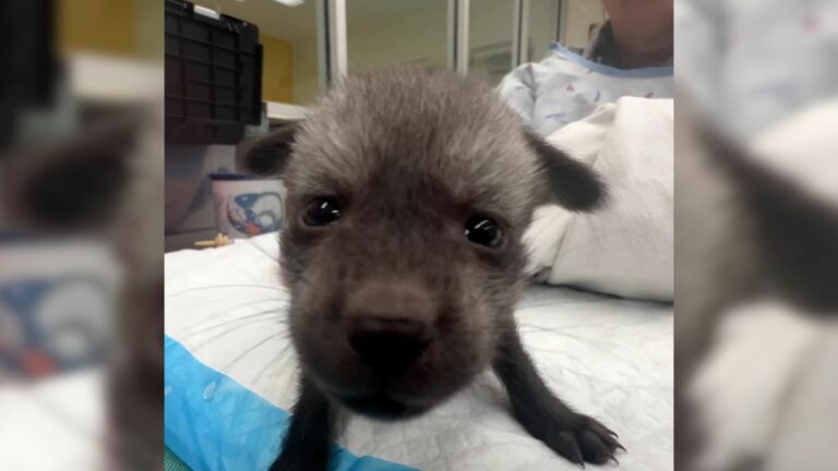 bat eared puppy