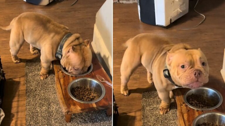 dog eating his food