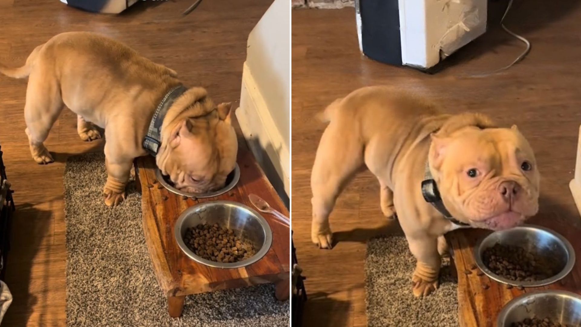 dog-was-just-enjoying-his-meal-and-suddenly-stopped-to-do-something