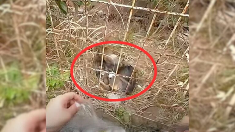 puppies found on the street