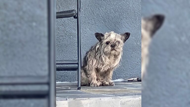 tiny abandoned dog
