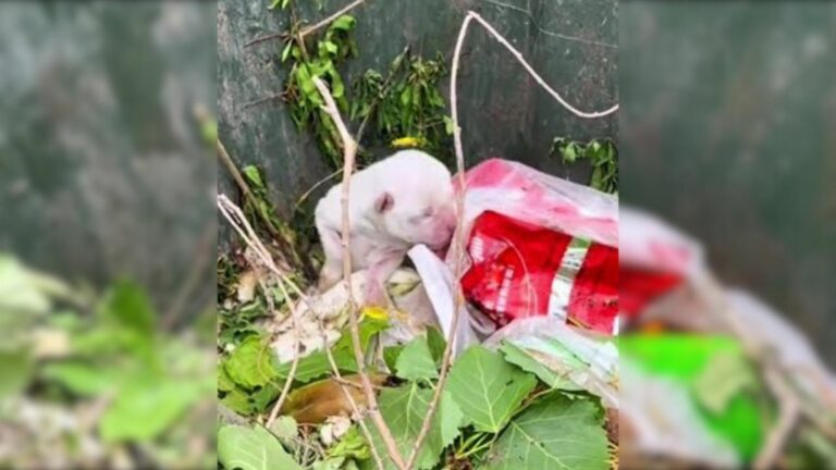 puppies in dumpster