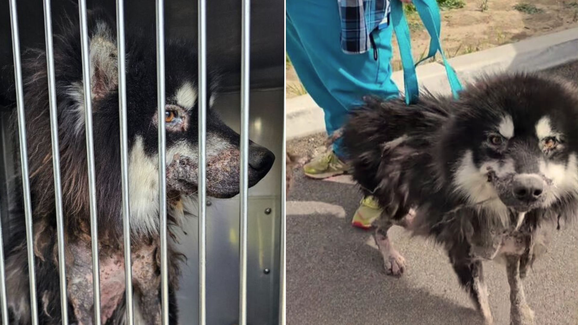 Extremely Neglected Husky Transforms Into A Brand New Dog After Being Rescued