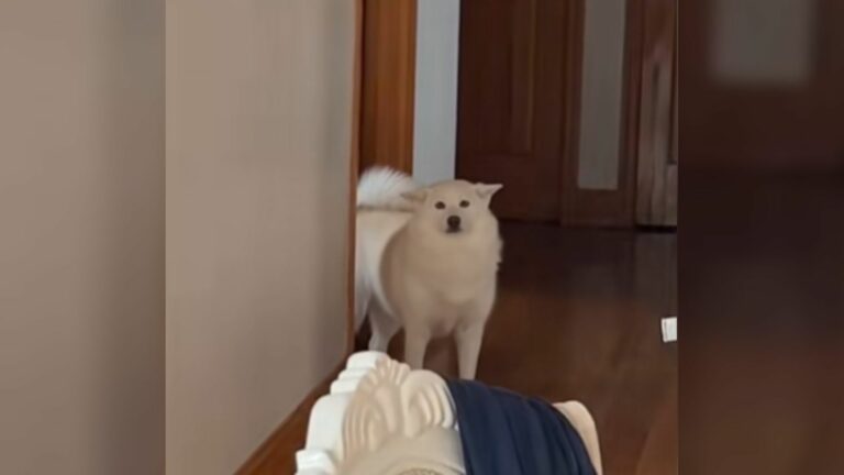 surprised dog