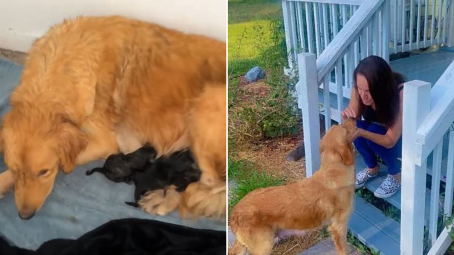 Resident Shocked To Find Heartbreaking Surprise Hidden In Crawl Space Of Her Home