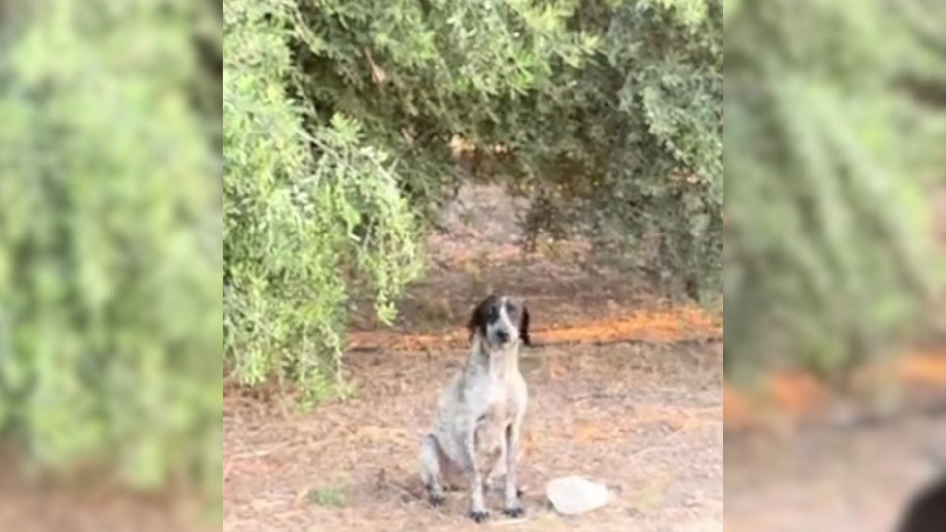 This Pregnant Dog Was 92 Hours Away From Euthanasia When A Kind Woman Showed Up