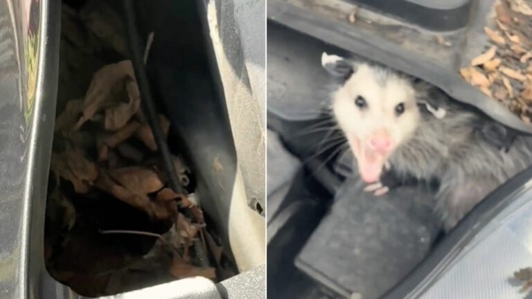 animal under a car hood