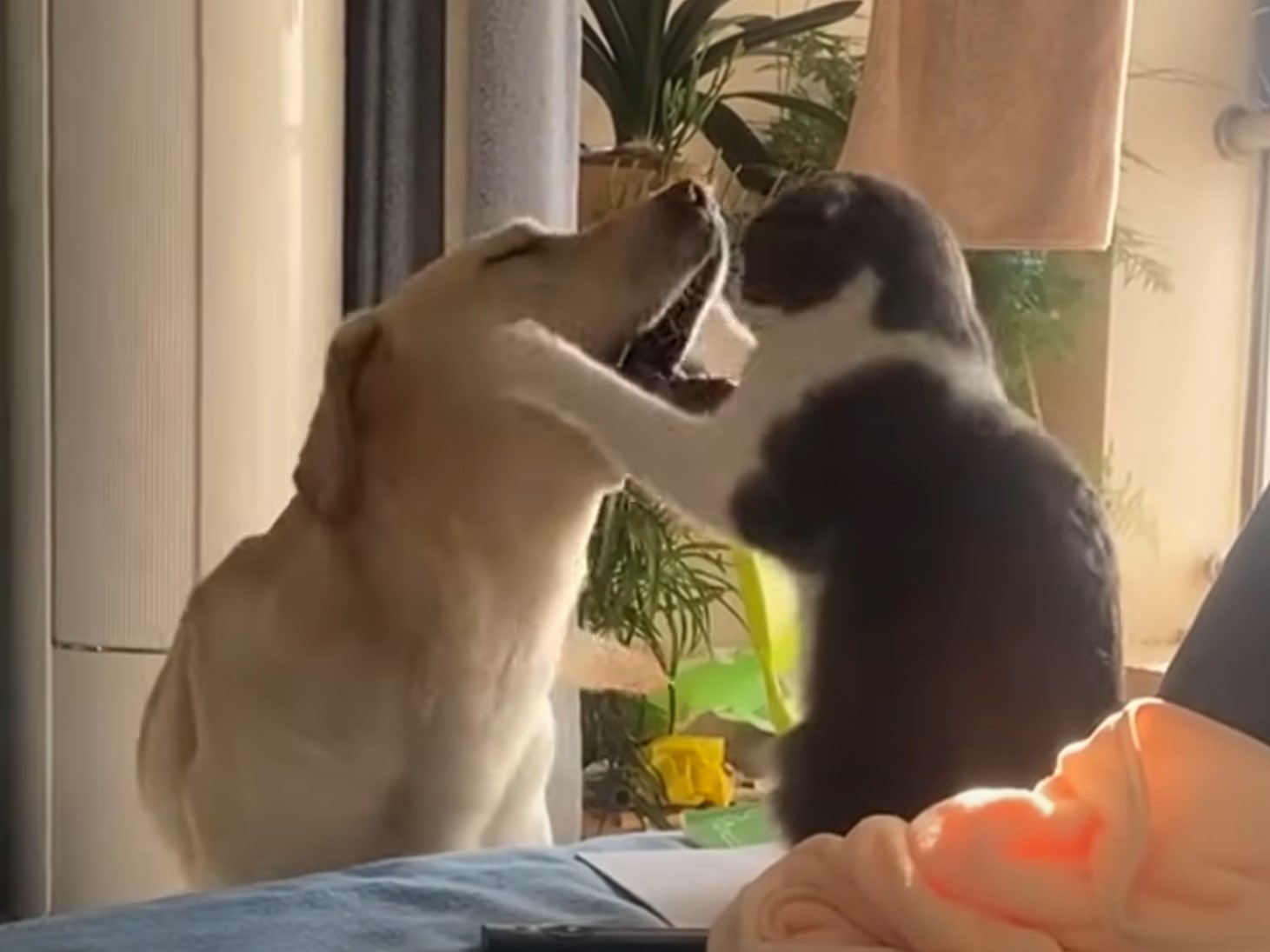 cat and dog playing