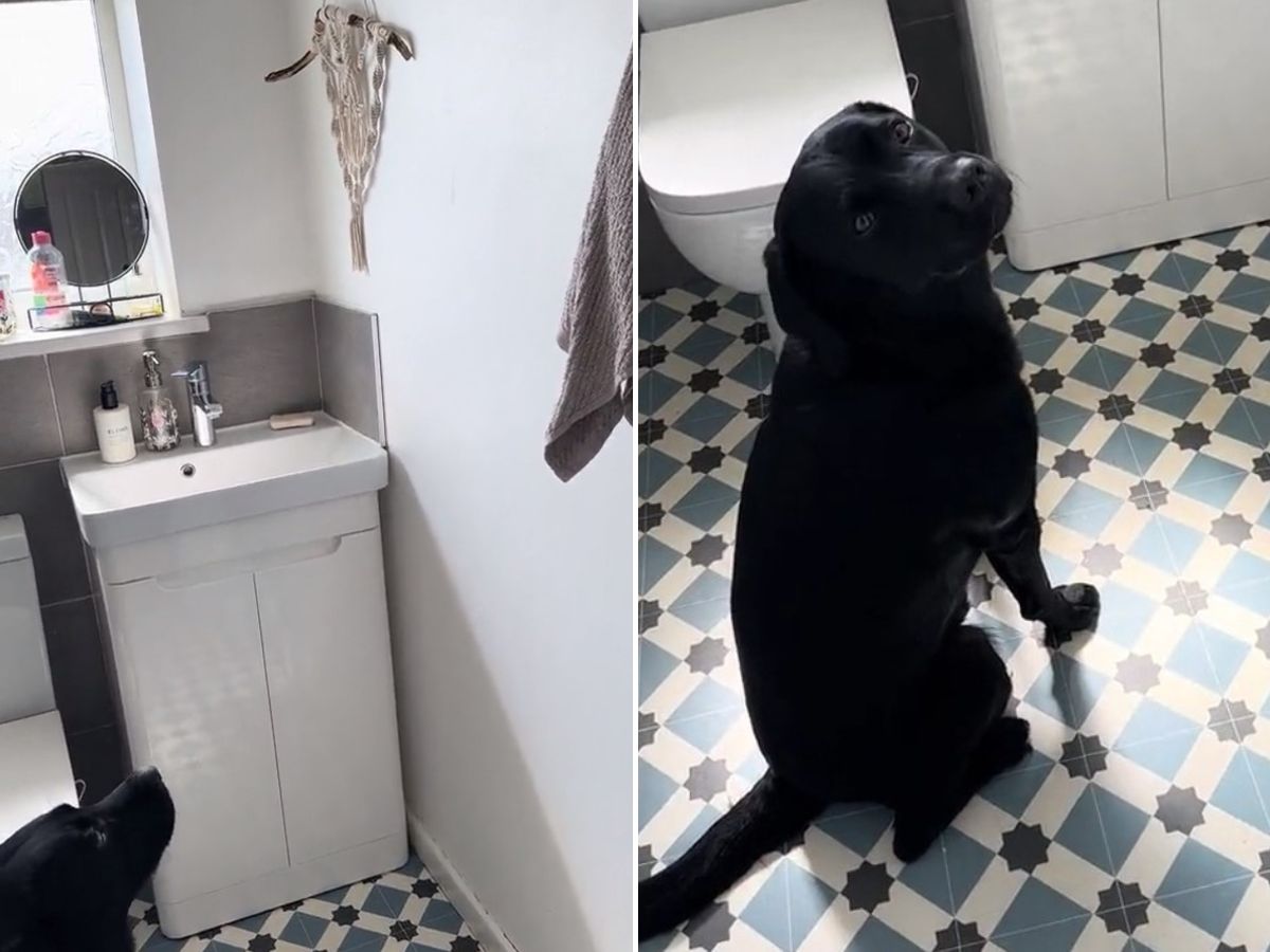 the dog is sitting in the toilet