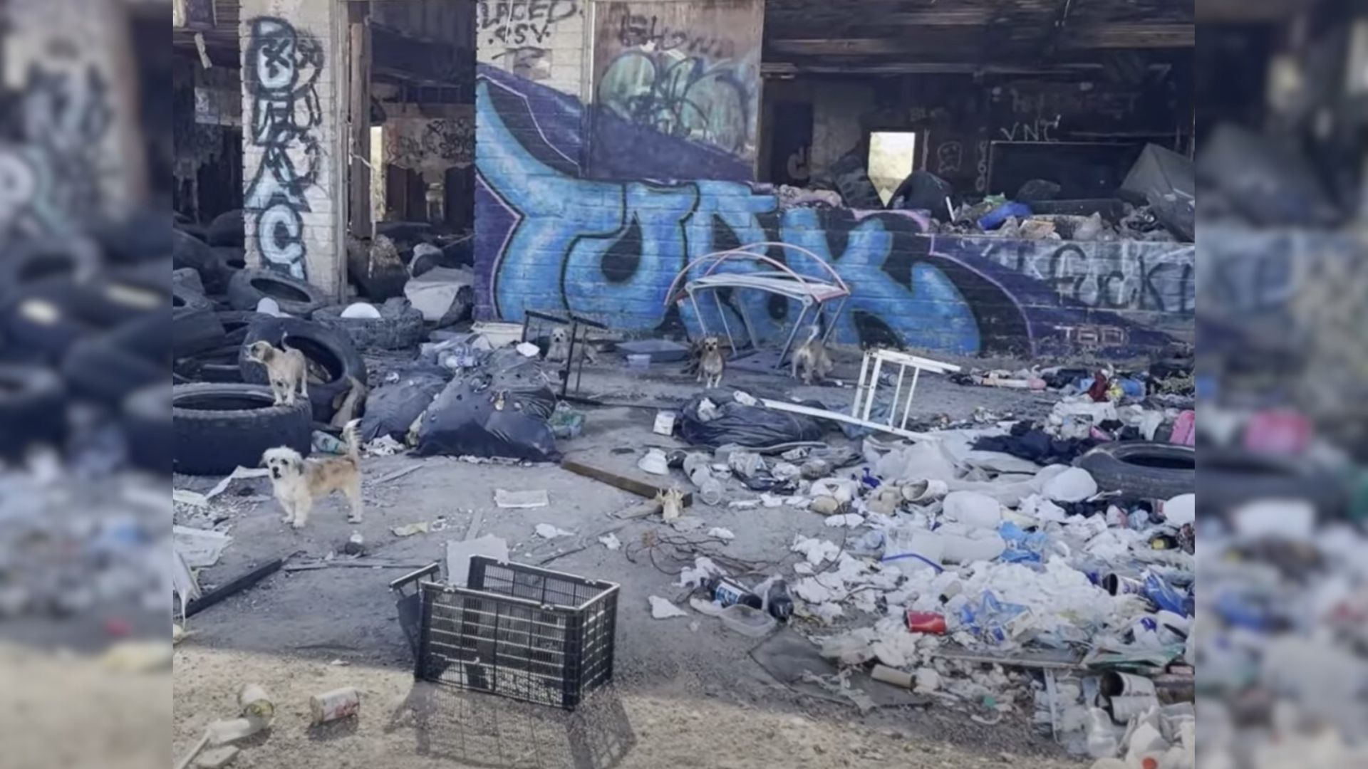Rescuers Found 16 Abandoned Dogs In The California Desert And Hurriedly Rushed To Their Aid