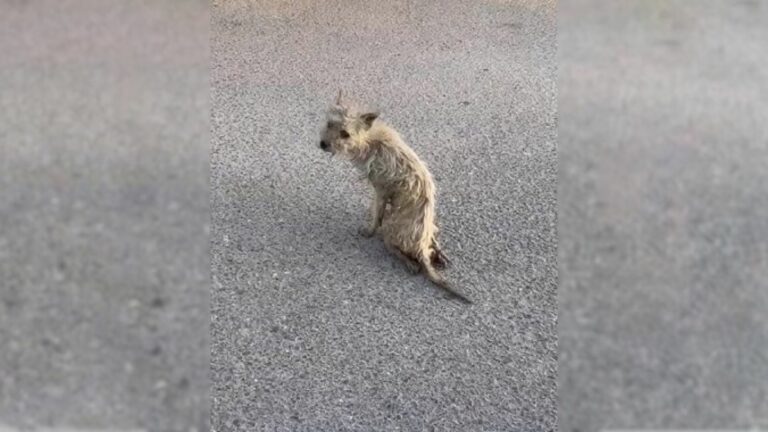 A Dog With Disabled Legs Was Suffering On A Harsh Street