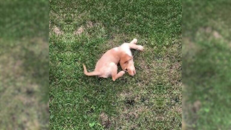 injured puppy crying for help