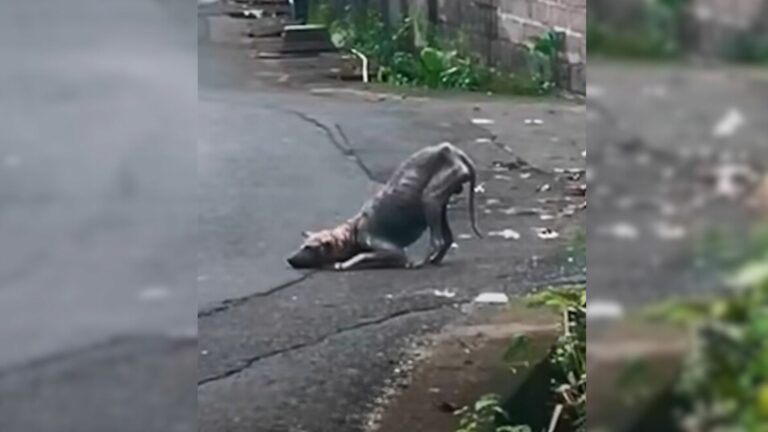 sick stray dog