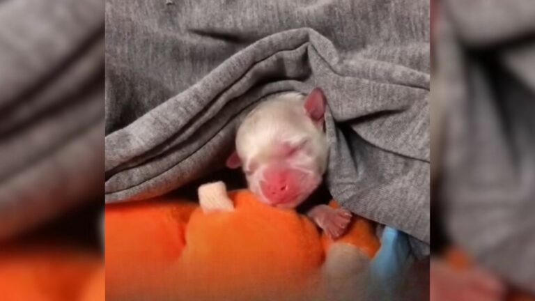 newborn puppy abandoned