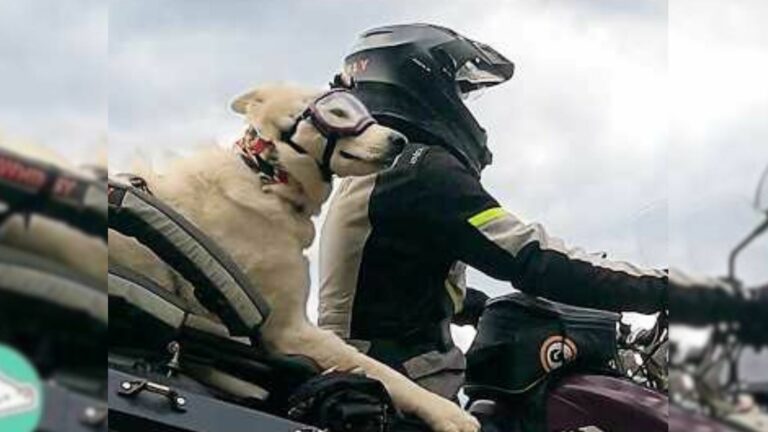 woman and dog on a bike