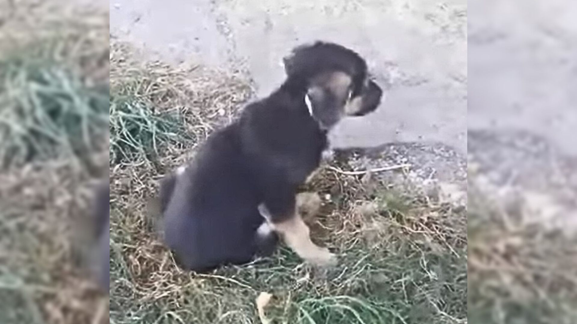 Abandoned By Everyone, This Poor Dog Dragged Her Broken Legs On The Road And Begged For Mercy