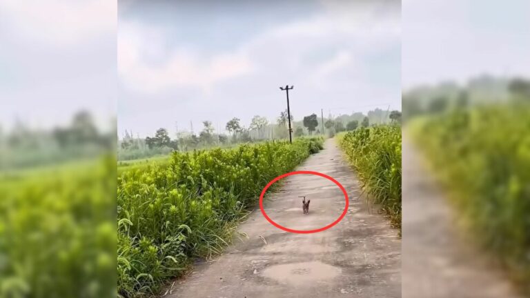 Abandoned, Crying Pup Frantically Runs After Motorbike