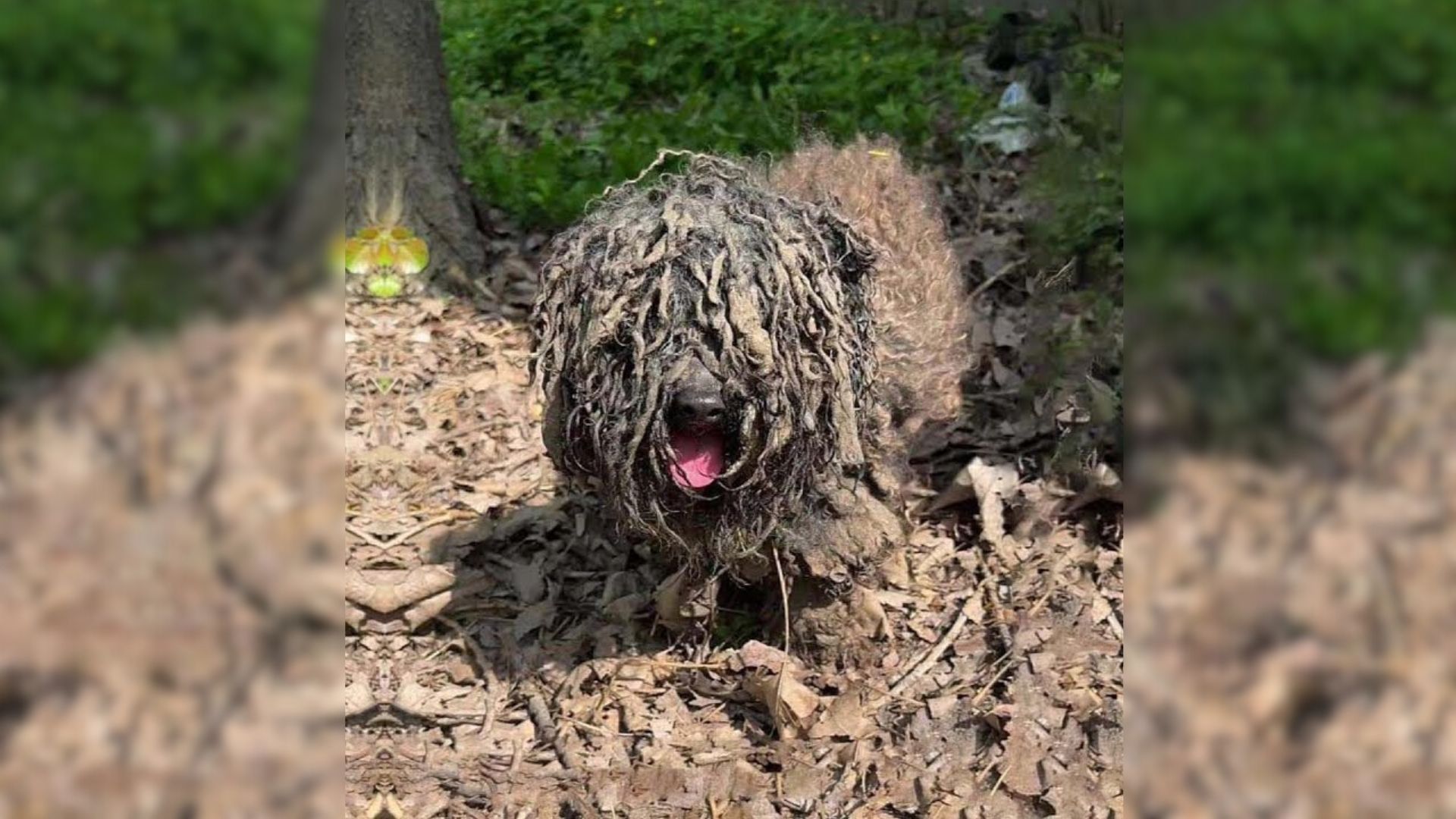 Abandoned Pup Who Kept Begging For Help Finally Found Someone Who Changed His Life