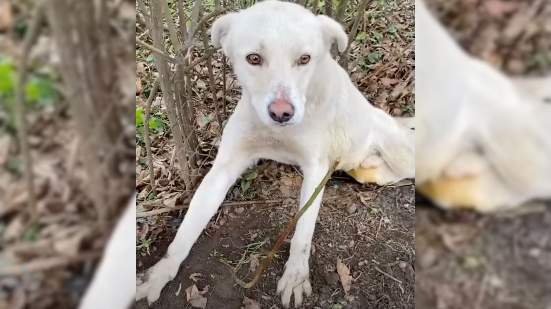 Adorable Dog Paralyzed In Hit-And-Run Refuses To Lose His Happy And Loving Personality