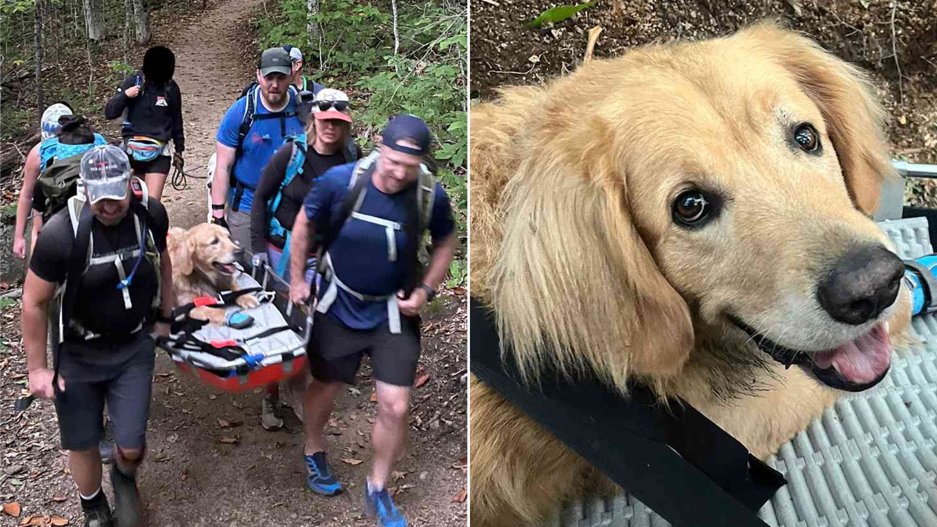 Adorable Golden Retriever Had To Call In Some Backup After His Hiking Adventure Gone Wrong