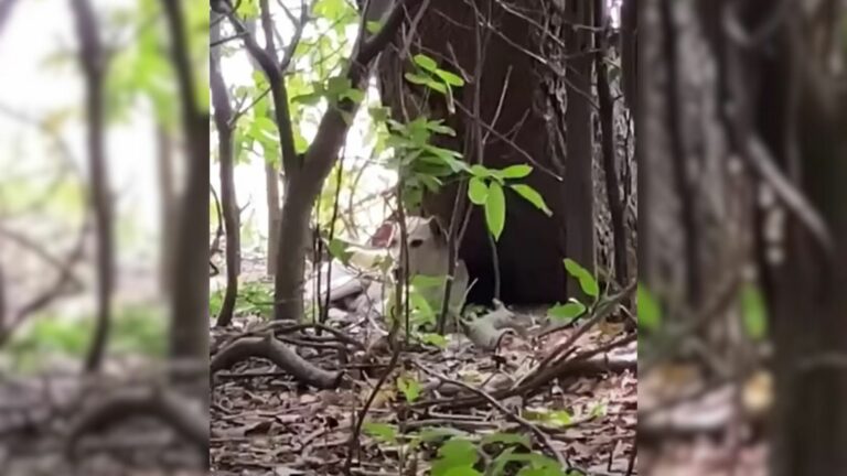mom dog and puppies abandoned in the woods