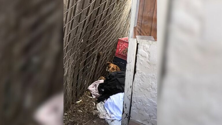 injured dog laying