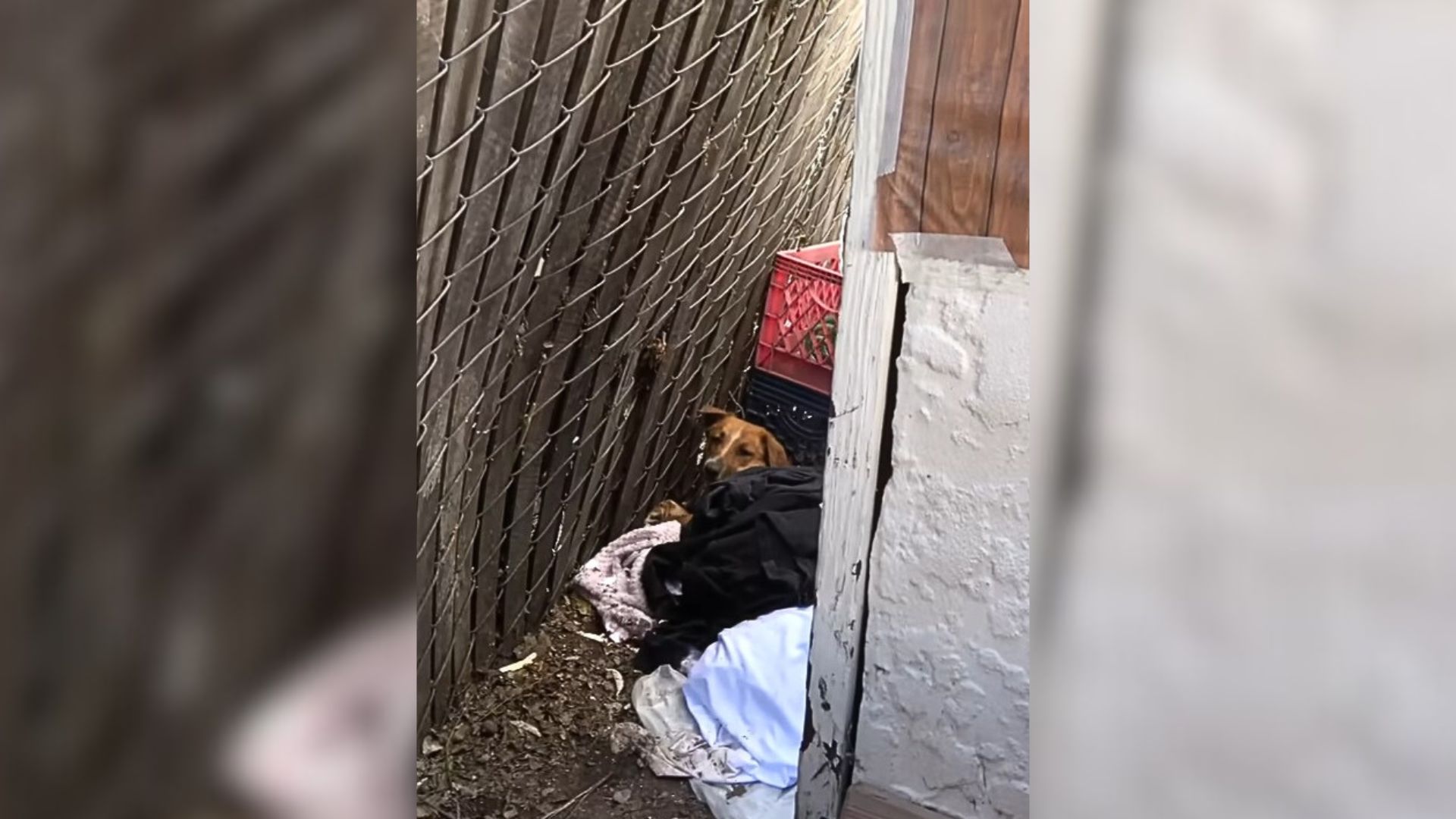 Dog Injured In A Car Accident Crawls Into A Random Neighborhood, Hoping To Find Help