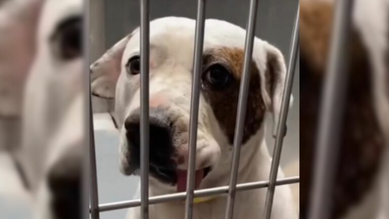 dog in a kennel