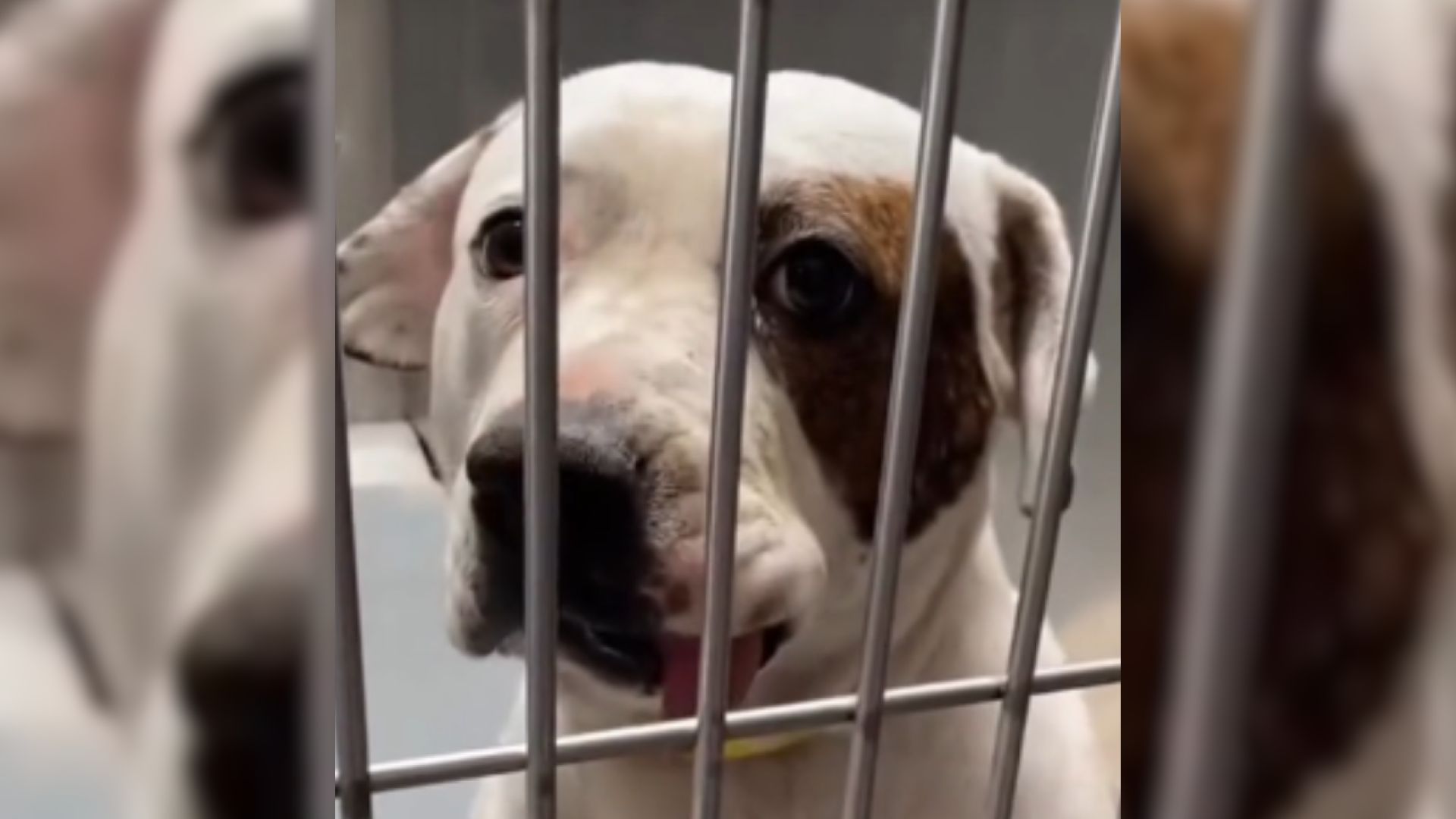 Dog Saved From Euthanasia Has A Heartbreaking Past That Shocked Her Rescuers