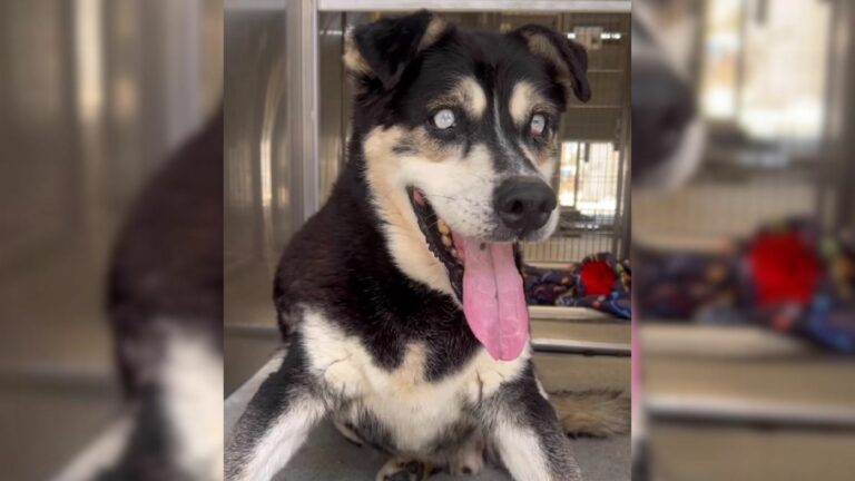 Blind Dog Was Set To Be Euthanized In 72 Hours