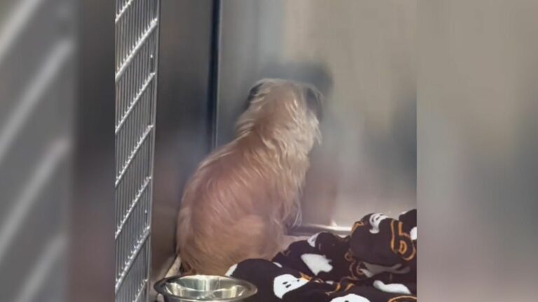 Broken-Hearted Shelter Dog Sits Facing The Wall