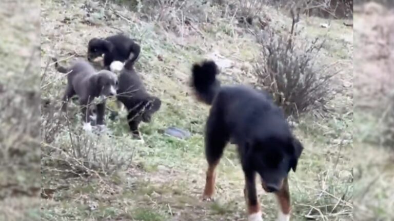 stray dogs