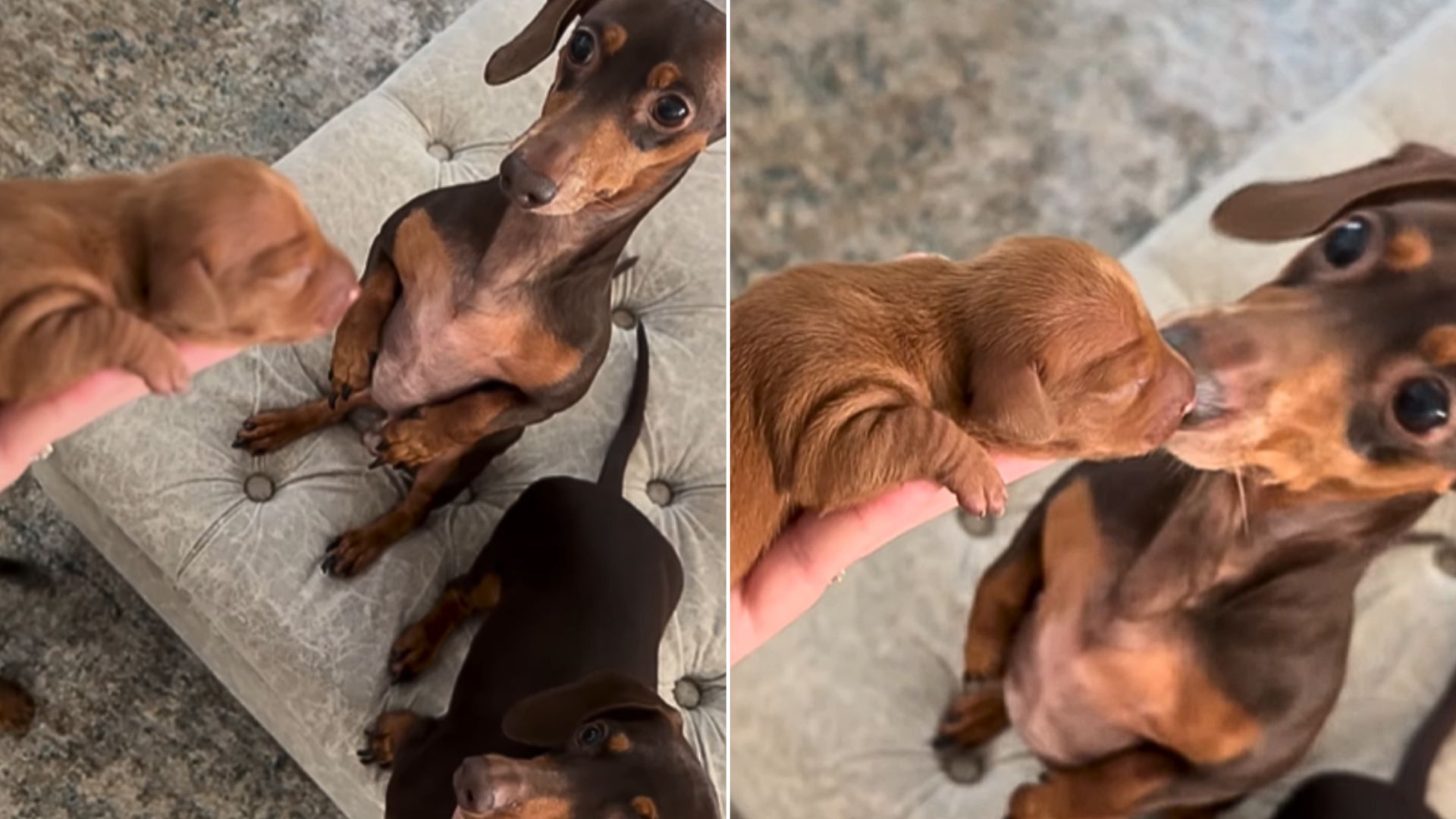 Dachshund Dad’s First Meeting With His Newborn Son Will Make You Cry Out Of Joy