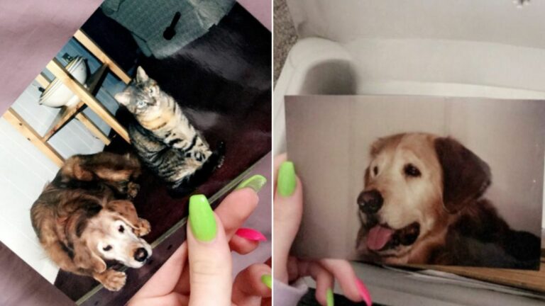 picture of dog