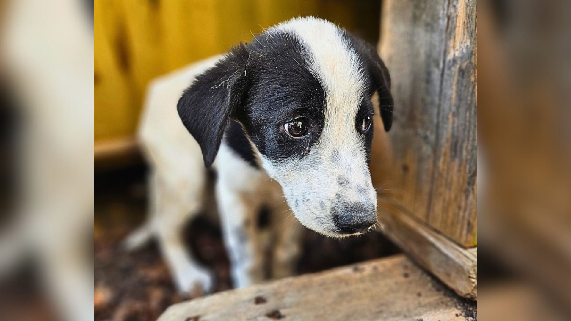 Determined Rescuer Fights Through Unexpected Obstacles To Save Pup In Urgent Need