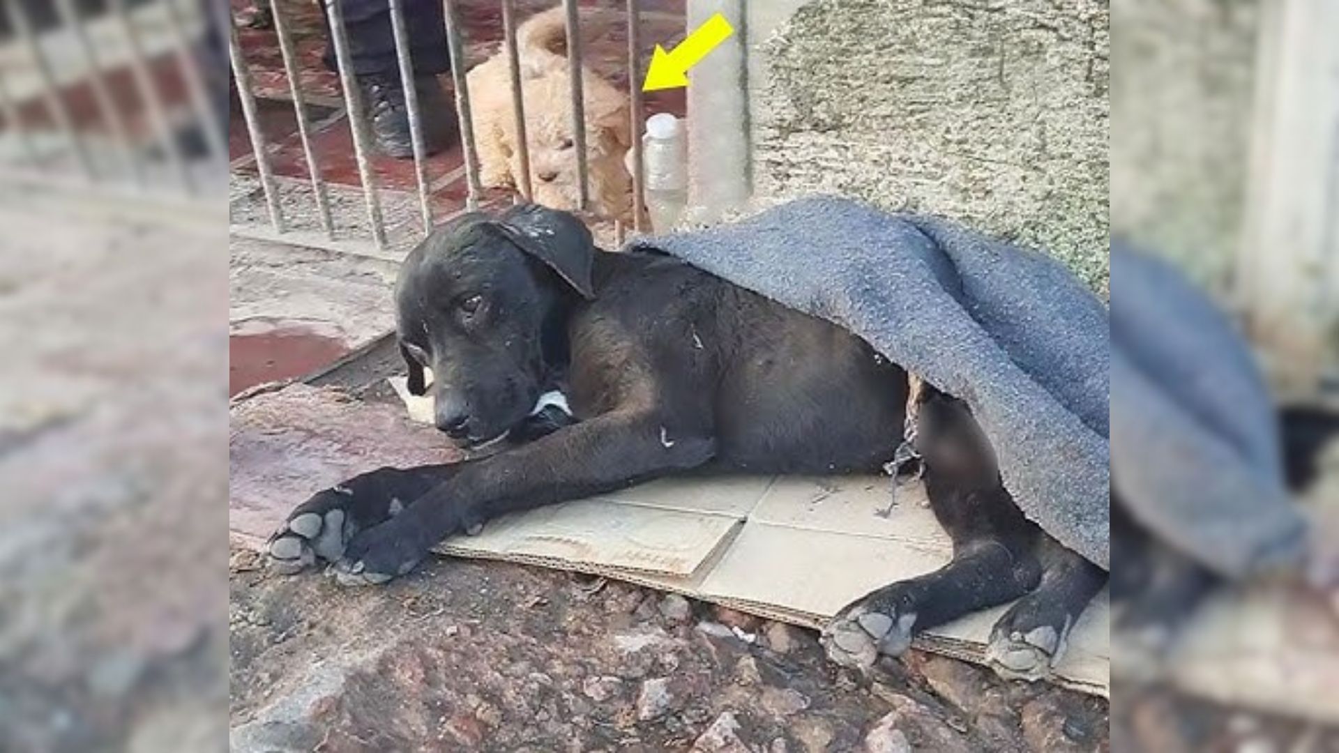 Dog Was Stuck In A Water Well After A Serious Accident, But Then He Finally Caught A Break