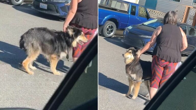dog and woman in a parking lot