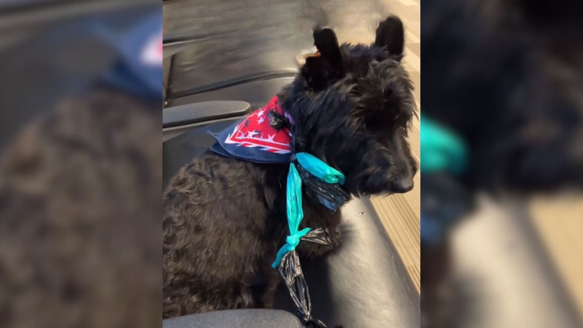 Dog Owner Boarding A Plane Remembered She Forgot The Most Important Thing