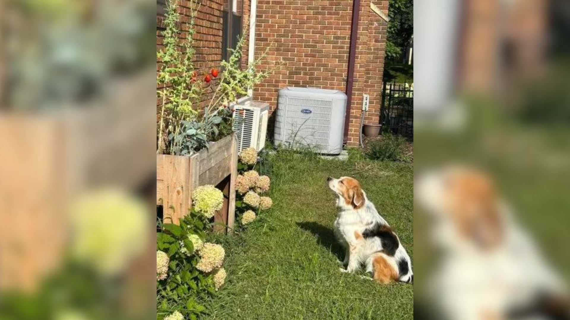 Dog In Disbelief As His Owner Removes His Top-Secret Food Source From The Yard