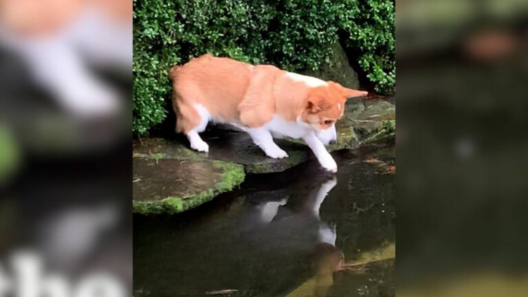 dog looking at fish