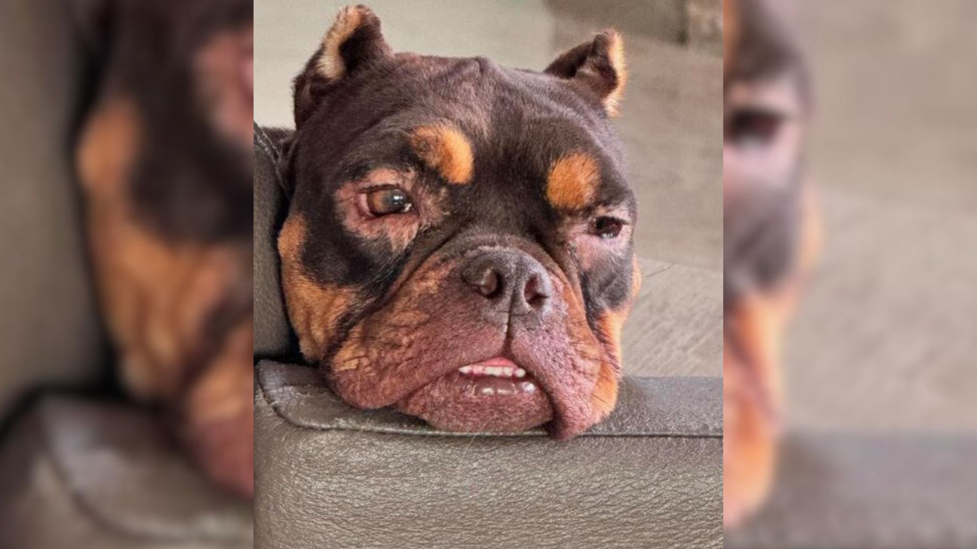 Dog With Multiple Health Issues From Overbreeding Found Dumped Under A Bush