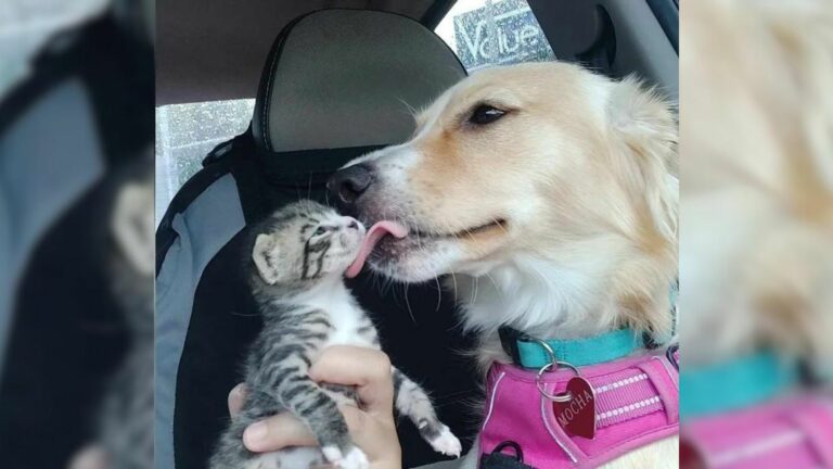 injured dog with kitten